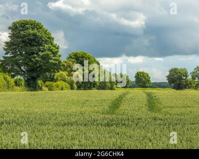 Si può attraversare un campo di grano verde o orzo con le linee del tram per gli alberi in lontananza in una giornata di sole. Foto Stock