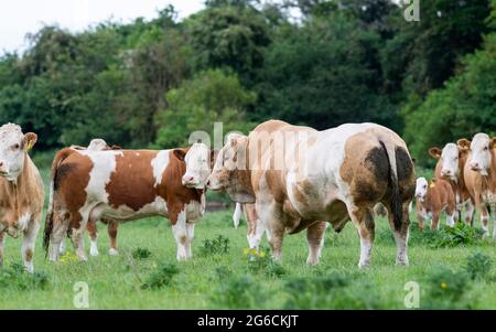 Potente toro Simmental con pedigree mucche Simmental in campo, Scozia, Regno Unito. Foto Stock