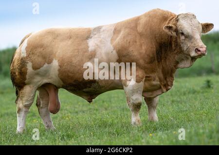 Potente pedigree Simmental Beef bull in Pasture, Annan, Scozia, UK. Foto Stock