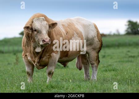 Potente pedigree Simmental Beef bull in Pasture, Annan, Scozia, UK. Foto Stock