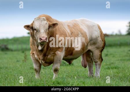 Potente pedigree Simmental Beef bull in Pasture, Annan, Scozia, UK. Foto Stock