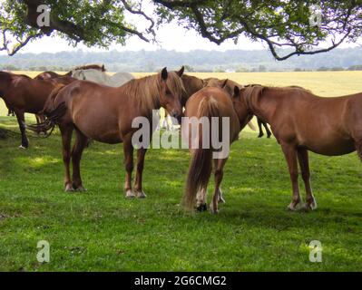 Cavalli selvatici e pony nel New Forest National Park, Hampshire, Regno Unito Foto Stock