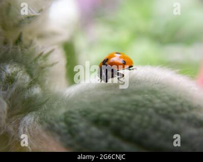 Close up di una coccinella su una foglia Foto Stock