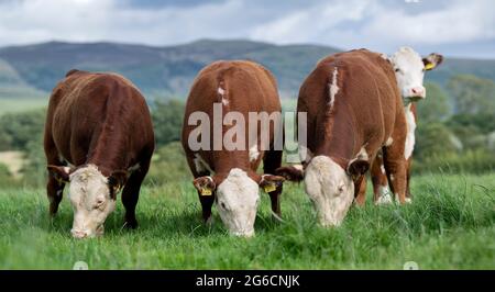 Mandria di bestiame hereford pascolo in lussureggiante pascolo, Cumbria, Regno Unito. Foto Stock