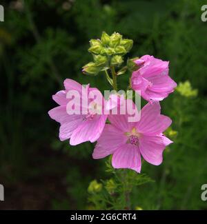 Fiori rosa brillante di mallow con gemme che crescono in un giardino inglese in estate (luglio). Foto Stock