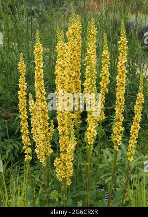 Guglie di Verbascum Lychnitis in fiore pieno (anche conosciuto a volte come mullein bianco anche se il suo giallo) nel mese di luglio. Foto Stock