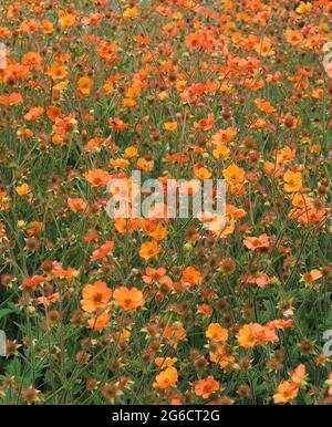 Arancio brillante fiori geum Var. Totalmente Tangerine che cresce in un giardino inglese soleggiato. Foto Stock