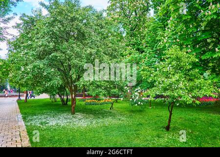 Il panoramico Taras Shevchenko Park con un sacco di piante in fiore, alberi e fiori bianchi caduti sul prato verde, Kiev, Ucraina Foto Stock