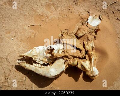 Cranio di un cammello nella sabbia asciutta del deserto del Sahara Foto Stock