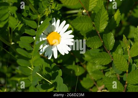 grande cornice bianca con centro giallo, fiore soleggiato estivo Foto Stock