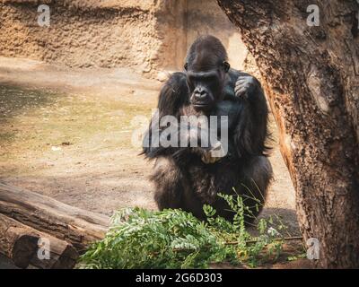 un vecchio gorilla seduto di fronte ad un ramo verde in uno zoo Foto Stock