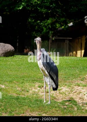 un marabù si trova in un recinto in uno zoo Foto Stock