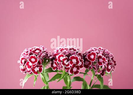 Fiori di garofano su sfondo rosa. Dianthus barbatus, Guglielmo dolce. Foto Stock