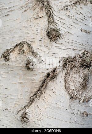 Corteccia della betulla, betula, in primo piano Foto Stock