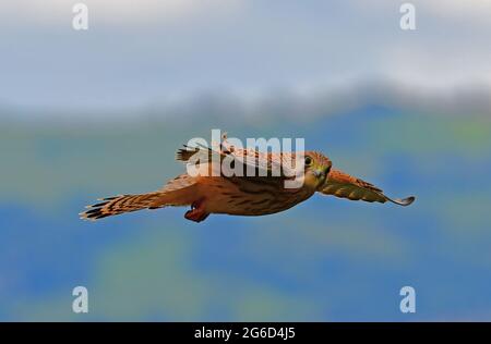 In un pomeriggio umido un giovane gheppio è visto volare drammaticamente orizzonte guardando la macchina fotografica a livello degli occhi. Foto di Robert Timoney. Foto Stock