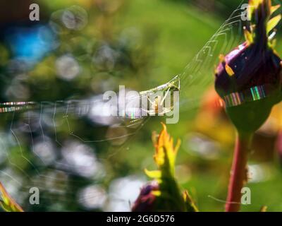 ragnatela e ragno su un palafetto, in estate Foto Stock