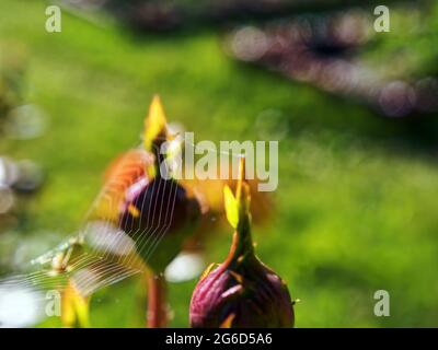 ragnatela e ragno su un palafetto, in estate Foto Stock