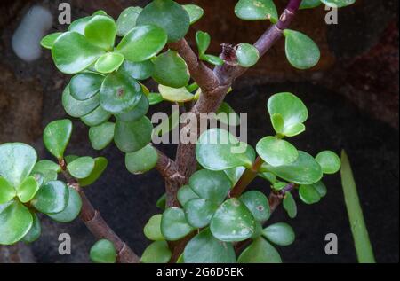 Portulacaria afra. Cespuglio di elefante Foto Stock