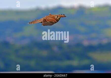 In un pomeriggio umido un giovane gheppio è visto volare drammaticamente orizzonte guardando la macchina fotografica a livello di occhio con il fotografo .Picture Credit Rober Foto Stock