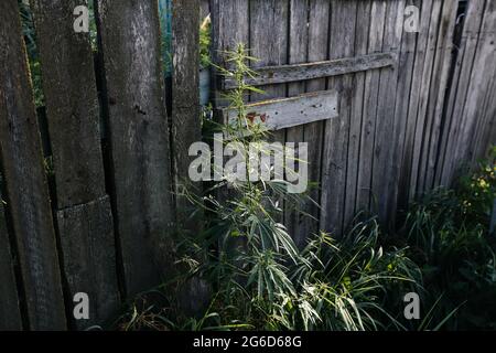 Cannabis selvaggia sotto la recinzione di legno di una casa. Foto Stock