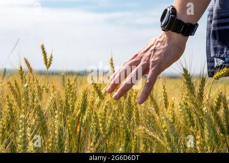 Mano del coltivatore che tocca i grani di grano di maturazione all'inizio dell'estate. Primo piano. Foto Stock
