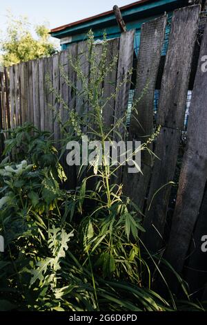 Cannabis selvaggia sotto la recinzione di una casa Foto Stock