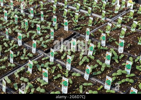 Cucumis sativus - Cetriolo inglese, piante di Petitpikel ibride che crescono in vaschette di plastica all'interno di una serra. Foto Stock