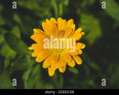 Vaso Marigold, Calendula officinalis, fiore giallo primo piano, fiore singolo in natura Foto Stock