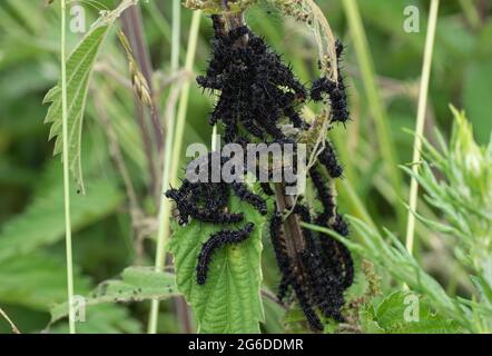 Caterpillars della farfalla del pavone sulle foglie di ortica Foto Stock