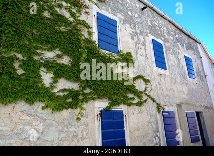 Antica facciata rustica in pietra con piante d'edera e persiane in legno blu, tradizionale nelle parti costiere della Croazia, dell'Istria o della Dalmazia Foto Stock