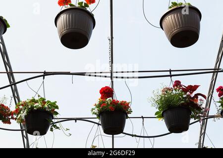 Piante annuali miste e fiori che crescono in cesti pendenti sospesi da aste metalliche di struttura del tetto all'interno di una serra. Foto Stock