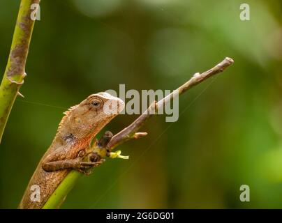 Gecko indiano su un tronco di albero , Bishnupur, India Foto Stock