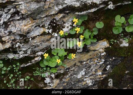 Giallo-violetto alpino, una ricca fonte di ciclotidi, che cresce in una fessura di roccia Foto Stock