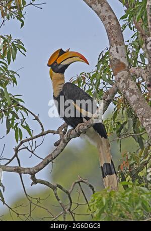 Grande Hornbill (Bicornis Buceros) maschio adulto arroccato sul ramo Kaeng Krachen, Thailandia Gennaio Foto Stock