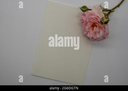 foglio bianco di cancelleria con rosa fresca Foto Stock