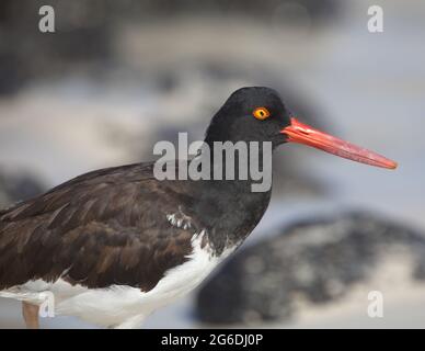 Primo piano sul ritratto di Lava Gull (Larus fuliginosus) occhio rosso che fissava la fotocamera Isole Galapagos, Ecuador. Foto Stock