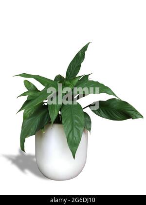 Albero ornamentale chiamato pace lily.in un vaso bianco Tiro in studio, isolato su sfondo bianco Foto Stock