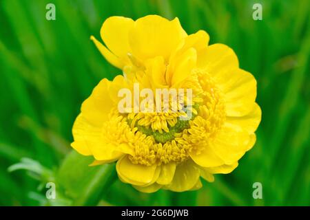 Bulbo Buttercup (ranunculus bulbosus), primo piano di un fiore freak a doppia testa che mostra la distinta malformazione conosciuta come fasciazione. Foto Stock