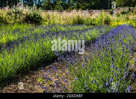 File di fiori di lavanda (Lavendula) che crescono nel giardino recintato di Gilmerton al sole d'estate, East Lothian, Scozia, Regno Unito Foto Stock