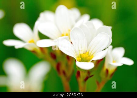 Prato Saxifrago (saxifraga granulata), primo piano di un grappolo di fiori focalizzati su un singolo fiore. Foto Stock