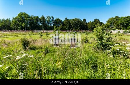 Fiori selvatici, un frutteto e alveari di api a Gilmerton murato giardino in estate con cielo blu, East Lothian, Scozia, Regno Unito Foto Stock