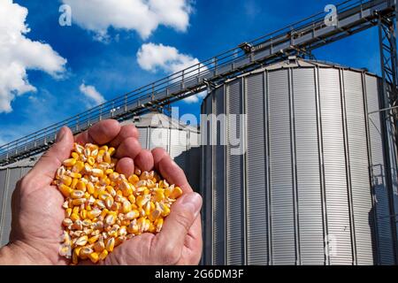 Mani rude del coltivatore che tengono i kernels del mais. Manciata di grano raccolto mais a forma di cuore di bile contro grano di stoccaggio bin. Mais di grano appena raccolto. Foto Stock