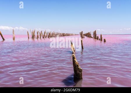 Lago di sale rosa . Lago salato rosa Sasik-Sivash in Crimea. Paesaggio estivo Foto Stock