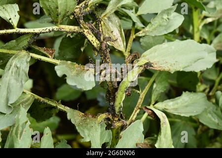 Ampia pianta di fagioli devastata da mosca nera, una piccola afide che succhia la linfa dalla nuova e tenera crescita di piante. Foto Stock