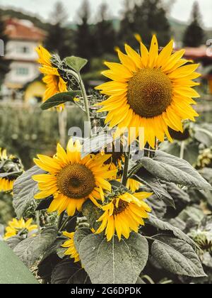 Bellissimi girasoli gialli nel giardino, sfondo naturale, vista ravvicinata Foto Stock