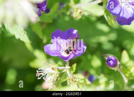 Foraging Nomad Bee di Goooden (Nomada goodeniana) Foto Stock