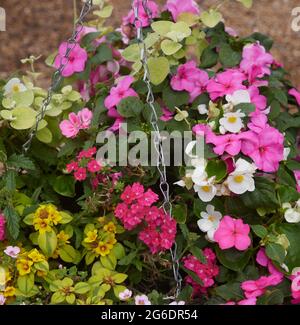Fiori visti in un cestino appeso nell'estate 2021. Foto Stock