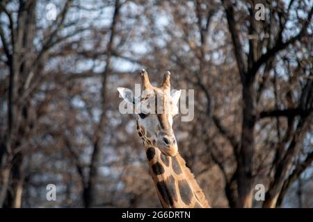 Vista ravvicinata della giraffa su sfondo sfocato Foto Stock