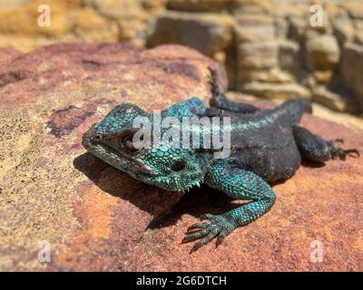 Una lucertola maschile della roccia Meridionale AGAMA (AGAMA atra) vicino a Cape Point, Penisola del Capo, Sud Africa. Rettile. Primo piano. Table Mountain National Park. Foto Stock