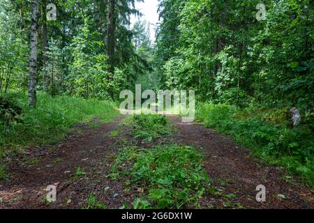 Strada forestale rurale a Mänttä-Vilppula, Finlandia Foto Stock